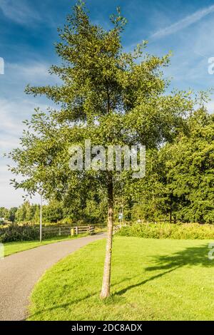 Junge Sorte der Erle, Alnus glutinosa 'Laciniata', im öffentlichen Park in der Gemeinde Alpen aan den Rijn Stockfoto