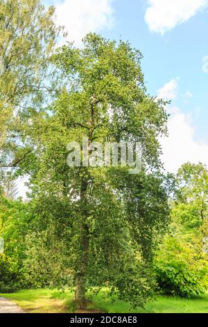 Einsame Eiche, Quercus robur Cristata, wächst im Sommer im Park vor dem Hintergrund mit blauem Himmel im Sommer Stockfoto