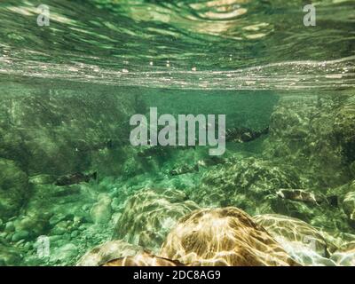 Unterwasseransicht einer Schule von Coho Salmon, die migriert Stockfoto