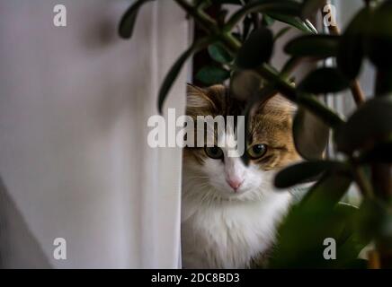 Die Katze sitzt auf der Fensterbank neben den Pflanzen Stockfoto