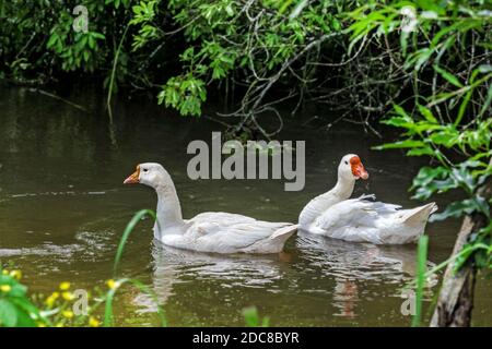 Zwei Erwachsene hübsche weiße Gänse auf dem Wasser an sonnigen Tag Stockfoto