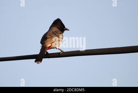 Der rot-belüftete Bulbul (Pycnonotus cafer) sitzt auf einem elektrischen Draht Stockfoto