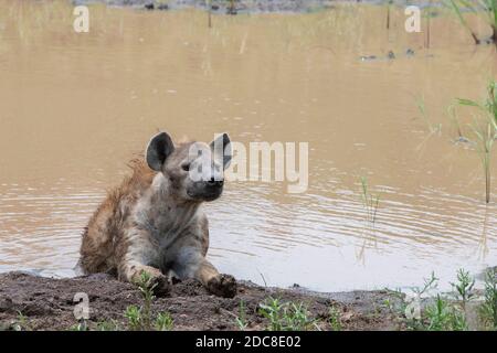 Afrika, Kenia, Northern Serengeti Plains, Maasai Mara. Getupfte Hyäne (WILD: Crocuta crocuta) kühlt sich im flachen Teich ab. Stockfoto