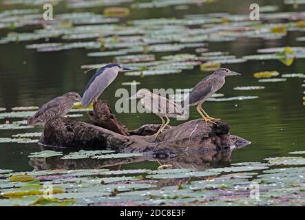 Schwarzkronenreiher (Nycticorax nycticorax nycticorax) Erwachsener, jugendlich und zwei sub-adults stehend auf schwimmenden log Taiwan April Stockfoto