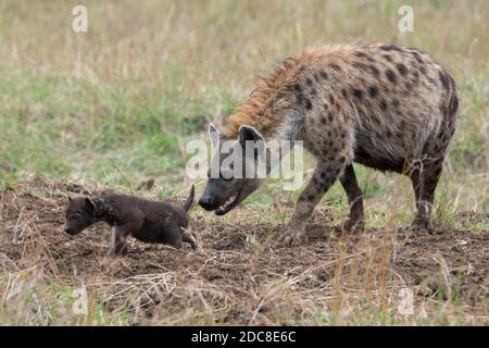 Afrika, Kenia, Northern Serengeti Plains, Maasai Mara. Gefleckte Hyäne Mutter mit neugeborenem Welpen (WILD: Crocuta crocuta) Stockfoto