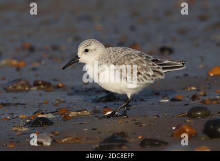 Sanderling (Calidris alba alba) Spaziergang am Strand Eccles-on-Sea, Norfolk, Großbritannien November Stockfoto