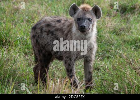 Afrika, Kenia, Northern Serengeti Plains, Maasai Mara. Junge gefleckte Hyäne (WILD: Crocuta crocuta) Stockfoto