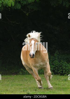 Ein schöner Hafflinger Pferdekuttel löst sich in einem Paddock. Stockfoto