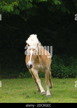 Ein schöner Hafflinger Pferdekuttel löst sich in einem Paddock. Stockfoto