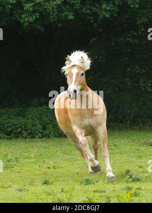 Ein schöner Hafflinger Pferdekuttel löst sich in einem Paddock. Stockfoto