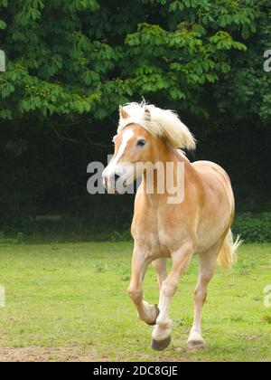 Ein schöner Hafflinger Pferdekuttel löst sich in einem Paddock. Stockfoto