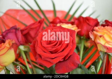 Blumenstrauß - eine Komposition aus bunten Rosen. Hintergrund für die Postkarte. Stockfoto
