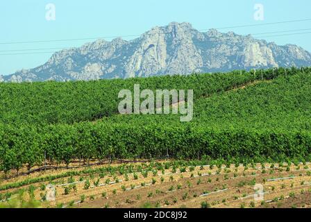 Arzachena, Sardinien, Italien. Weinberge von Vermentino di Gallure DOCG Traube Stockfoto