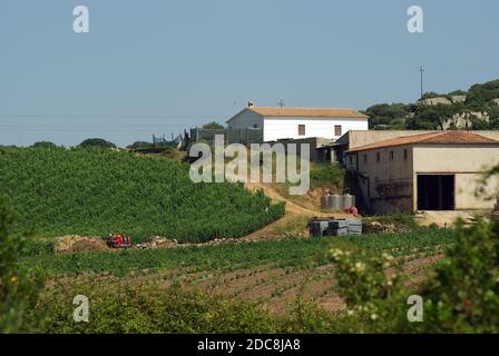 Arzachena, Sardinien, Italien. Weinberge von Vermentino di Gallure DOCG Traube Stockfoto