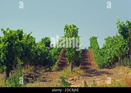 Arzachena, Sardinien, Italien. Weinberge von Vermentino di Gallure DOCG Traube Stockfoto