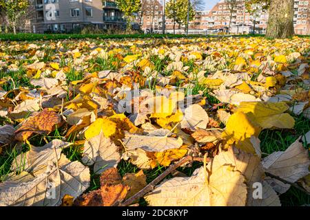 Autumn in the city. Fallen leaves with autumn colors in a city park. Focus on foreground. Stockfoto