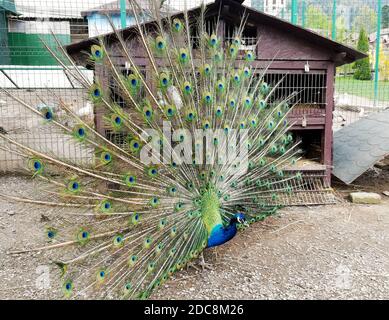 Nahaufnahme des Pfaus mit seinen schönen Federn. Schöner Pfau. Männlicher Pfau zeigt seine Schwanzfedern. Ausgebreitete Schwanzfedern des Pfaus sind Stockfoto