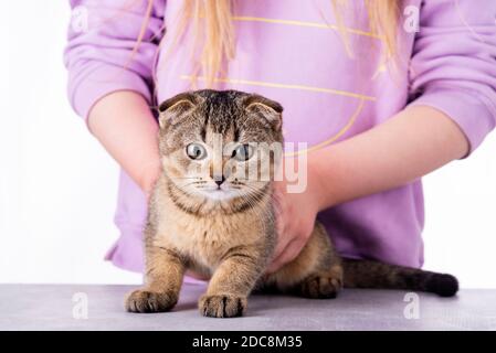 Schöne schottische Falte Katze, in den Händen eines Mädchens auf einem Tisch auf weißem Hintergrund, Porträt Stockfoto