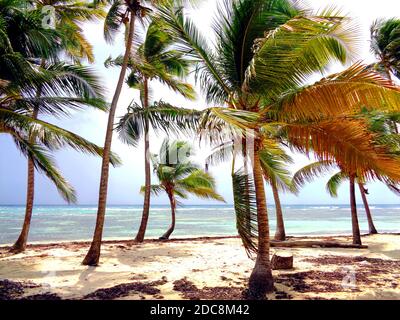 Strand "Bois Jolan" in der Nähe von Sainte-Anne, Guadeloupe Stockfoto