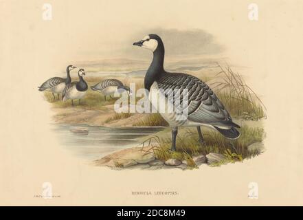 H.C Richter, (Künstler), Britisch (?), aktiv 1841 - aktiv c. 1881, Joseph Wolf, (Künstler), Brite, 1820 - 1899, Barnacle Goose (Bernicla Leucopsis), handkolorierte Lithographie Stockfoto