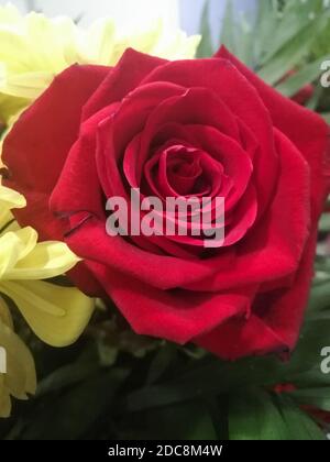 Nahaufnahme der schönen roten Rose mit grünen Blättern auf dem Hintergrund. Schöne einzelne blühende rote Rose Stockfoto