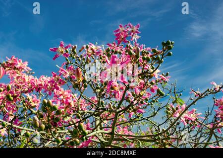 Schöne Blumen eines Ceiba Speciosa Baumes. Sonniger Tag. Stockfoto