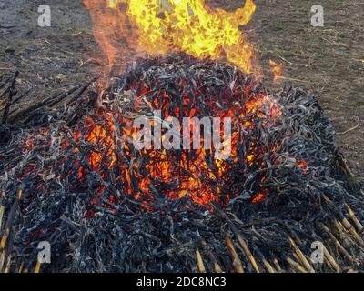 Riesiges Feuer, riesiges Lagerfeuer, großer Haufen Hitze, Feuerzungen, die zum Himmel rauschen, Asche Stockfoto