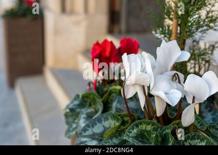 Typische rot-weiße Weihnachtsblumen am Eingang eines Gebäudes. Hintergrund des Bildes ist nicht fokussiert Stockfoto