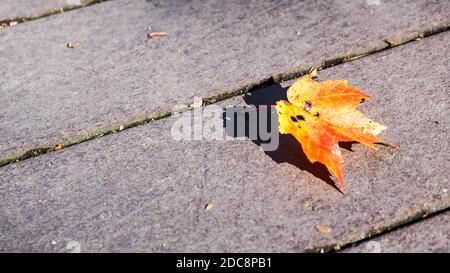 Einzelnes buntes Herbstblatt auf dem Boden Stockfoto