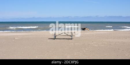 Hunde laufen und spielen am Strand Stockfoto