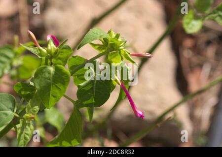 Nahaufnahme der Blumen und Blätter eines Exemplars eines Mirabilis jalapa, bekannt als Morning Glory Stockfoto