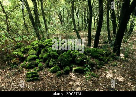 Moos bedeckt Felsen von sehr alter Lava im Dunkeln Von einer dichten Vegetation in einem Laubwald des Ätna Park ein Wahrzeichen von Sizilien Natur und Outdoor-Touren Stockfoto