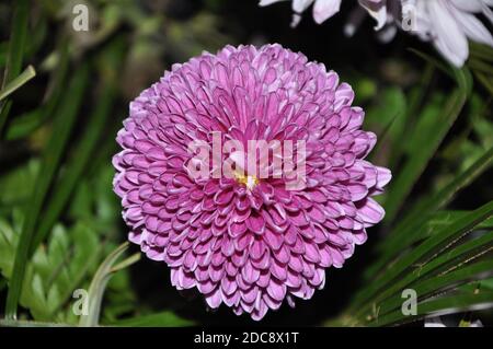 Lila Dahlia Blume aus nächster Nähe. Lila oder violett Dahlia Blume im Garten in grünem Blatt Hintergrund. Stockfoto