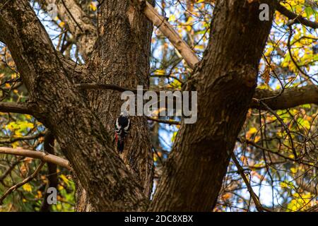 Buntspecht lat. Dendrocopos major sitzt im Herbst auf einem Baum im Park. Nahrungssuche im Herbstwald. Schüchterner schöner Wildvogel. Stockfoto