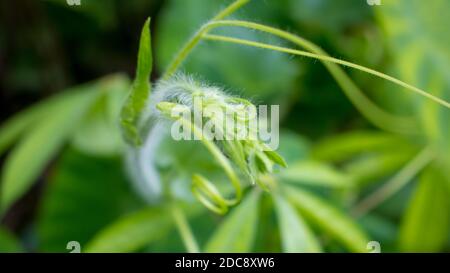 Spitzboden zu den gebräuchlichen Namen gehören Flaschengürze (eng.); Alabu (Sanskrit); lauki oder Ghiya (Hindi); von (Lagenaria siceraria) (Lau.) Stockfoto