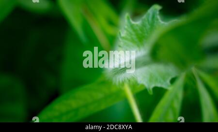 Spitzboden zu den gebräuchlichen Namen gehören Flaschengürze (eng.); Alabu (Sanskrit); lauki oder Ghiya (Hindi); von (Lagenaria siceraria) (Lau.) Stockfoto