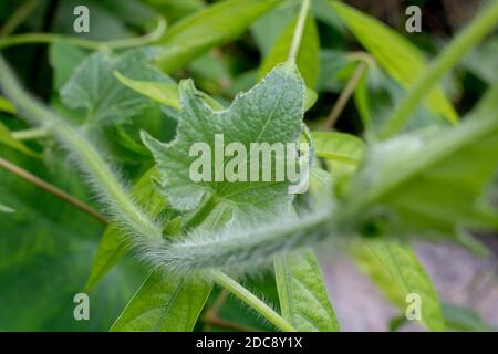 Spitzboden zu den gebräuchlichen Namen gehören Flaschengürze (eng.); Alabu (Sanskrit); lauki oder Ghiya (Hindi); von (Lagenaria siceraria) (Lau.) Stockfoto