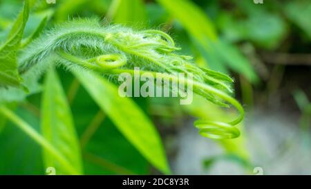 Spitzboden zu den gebräuchlichen Namen gehören Flaschengürze (eng.); Alabu (Sanskrit); lauki oder Ghiya (Hindi); von (Lagenaria siceraria) (Lau.) Stockfoto