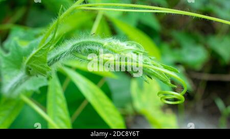 Spitzboden zu den gebräuchlichen Namen gehören Flaschengürze (eng.); Alabu (Sanskrit); lauki oder Ghiya (Hindi); von (Lagenaria siceraria) (Lau.) Stockfoto