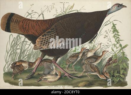 William Home Lizars, (Künstler), Scottish, 1788 - 1859, John James Audubon, (Künstler nach), American, 1785 - 1851, Great American Hen and Young, The Birds of America: Plate VI, (Serie), 1827, handkolorierte Radierung auf Whatman-Papier Stockfoto