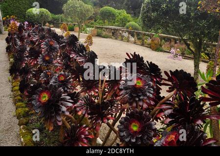 Purple Aeonium arboreum (Atropurpureum) auf einer der Terrassen in den Abbey Gardens, Tresco Island, Isles of Scilly, Cornwall, Großbritannien Stockfoto