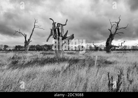 Versteinerte Bäume in einem alten Wald in Mundon, in der Nähe von Maldon, Essex Stockfoto