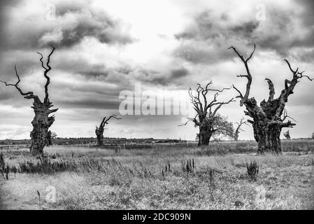 Versteinerte Bäume in einem alten Wald in Mundon, in der Nähe von Maldon, Essex Stockfoto