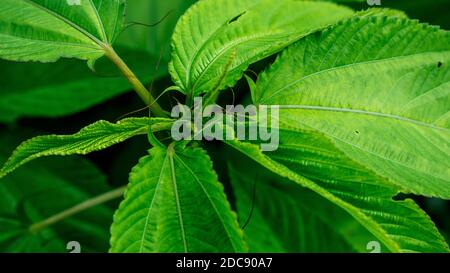 Juteblätter sind auch als Saluyot, ewedu oder lalo bekannt, je nach Region, in der sie angebaut oder gekocht werden. Die Blätter sind leicht gezahnt Stockfoto