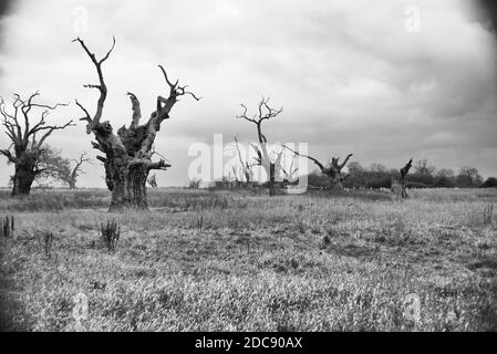 Versteinerte Bäume in einem alten Wald in Mundon, in der Nähe von Maldon, Essex Stockfoto