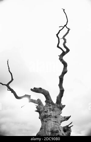 Versteinerte Bäume in einem alten Wald in Mundon, in der Nähe von Maldon, Essex Stockfoto