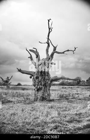 Versteinerte Bäume in einem alten Wald in Mundon, in der Nähe von Maldon, Essex Stockfoto