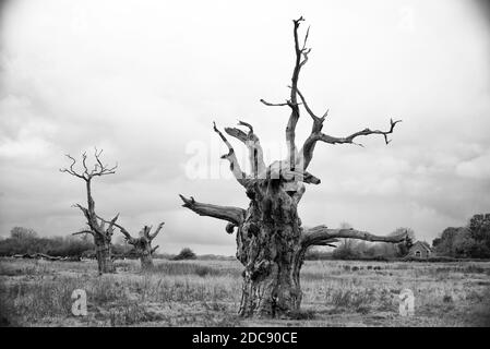 Versteinerte Bäume in einem alten Wald in Mundon, in der Nähe von Maldon, Essex Stockfoto