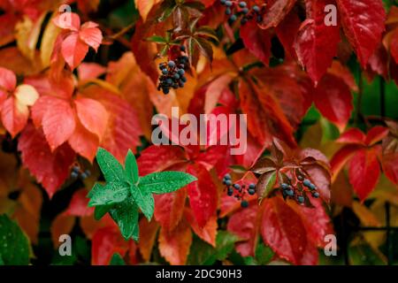 Ein Rispe grünes Blatt vor roten Blättern Stockfoto