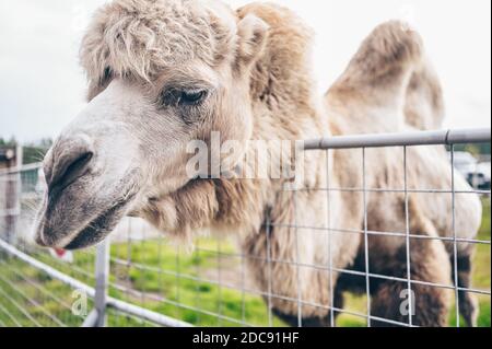 Nahaufnahme des lustigen Baktrian Kamels im Karelia Zoo. Hairy Kamel in einem Stift mit langen hellbraunen Fell Wintermantel, um sie warm zu halten mit zwei Höcker in Gefangenschaft für Unterhaltung. Stockfoto